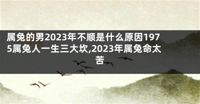 属兔的男2023年不顺是什么原因1975属兔人一生三大坎,2023年属兔命太苦