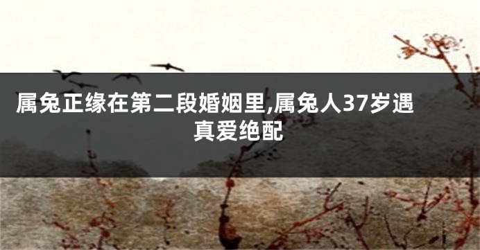 属兔正缘在第二段婚姻里,属兔人37岁遇真爱绝配
