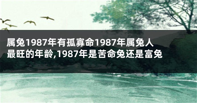属兔1987年有孤寡命1987年属兔人最旺的年龄,1987年是苦命兔还是富兔