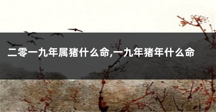 二零一九年属猪什么命,一九年猪年什么命