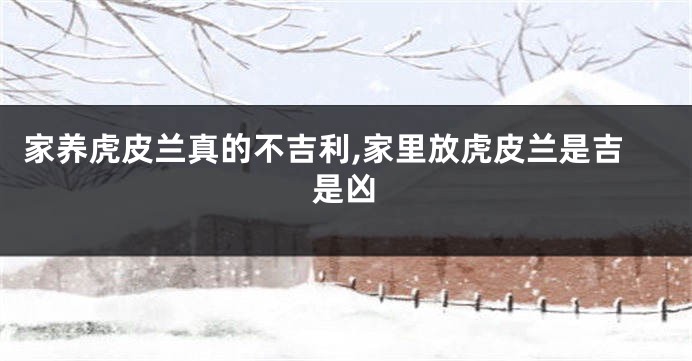 家养虎皮兰真的不吉利,家里放虎皮兰是吉是凶